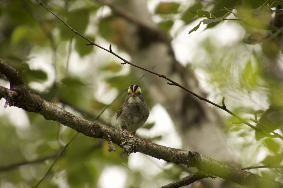 White-throated Sparrow - ML478749581