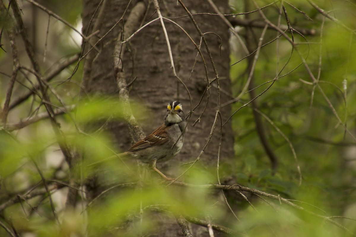 White-throated Sparrow - ML478749591