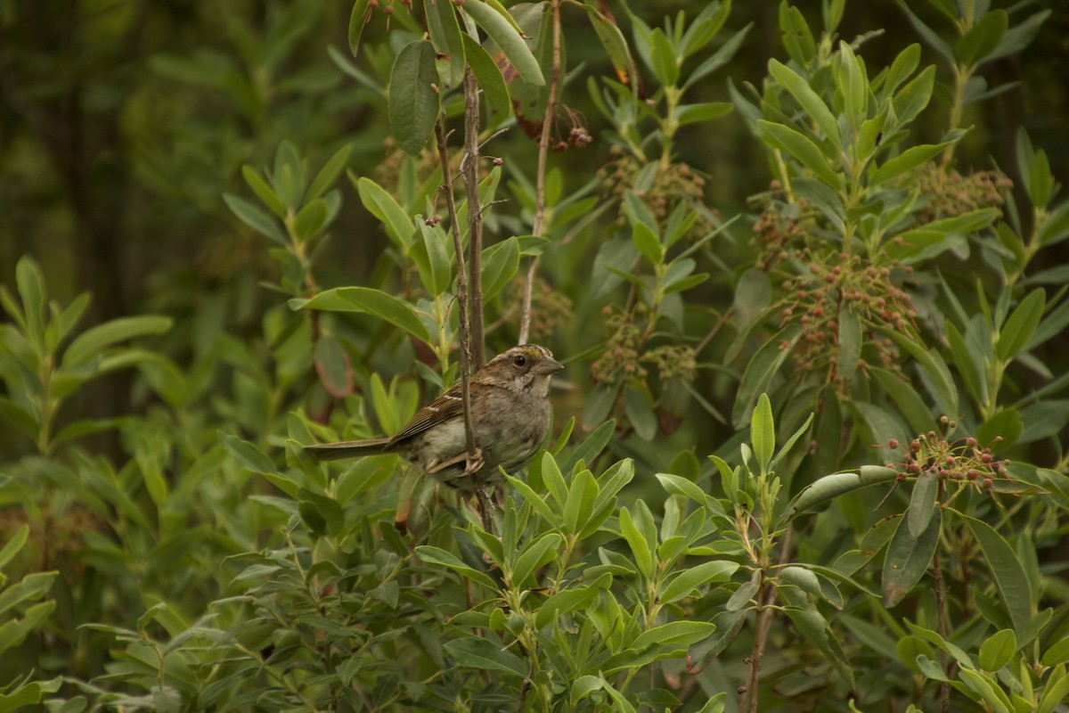 White-throated Sparrow - Olivier De Repentigny