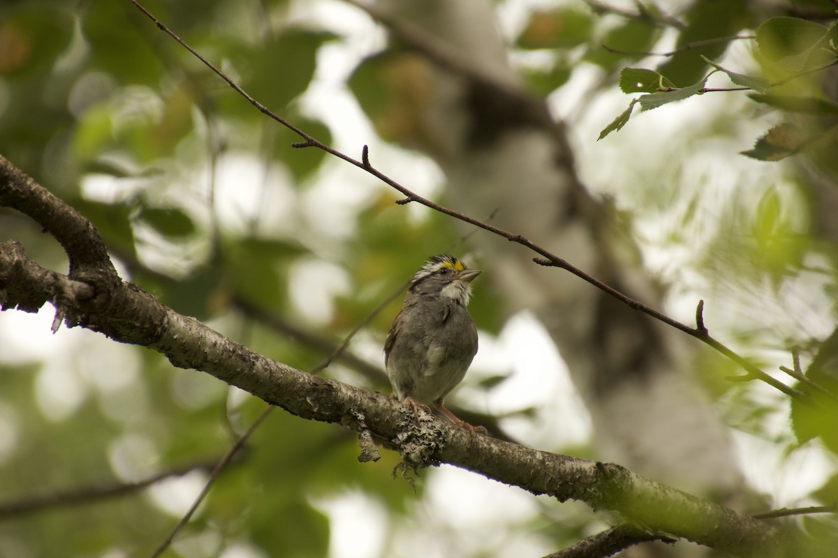 White-throated Sparrow - ML478749611
