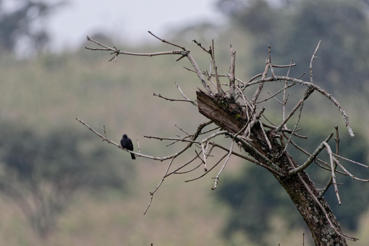 Papamoscas Drongo - ML478750161