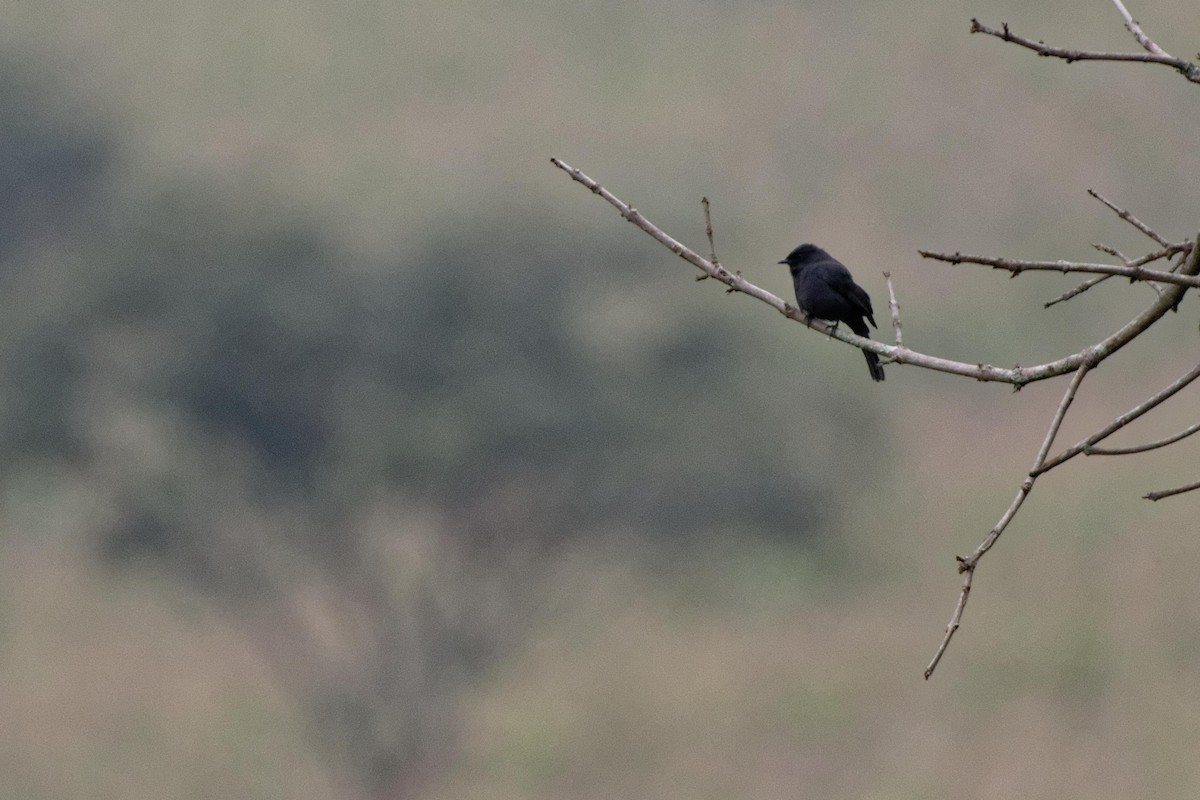 Kuzeyli Drongo Sinekkapanı - ML478750171