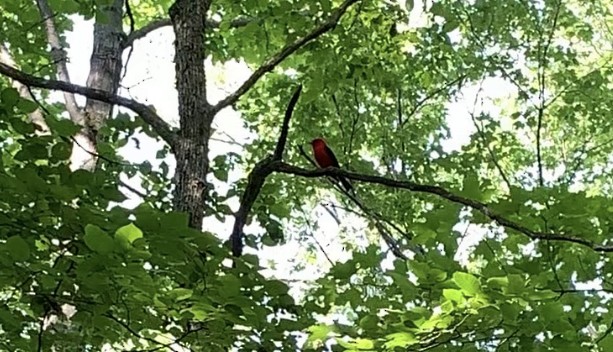 Scarlet Tanager - ML478751201