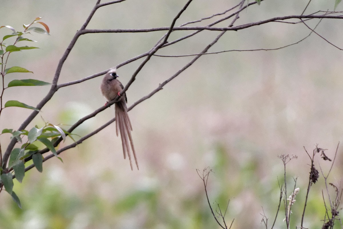 Braunflügel-Mausvogel - ML478751341