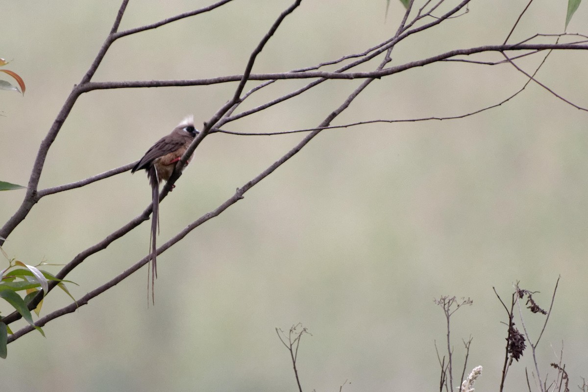 Braunflügel-Mausvogel - ML478751371