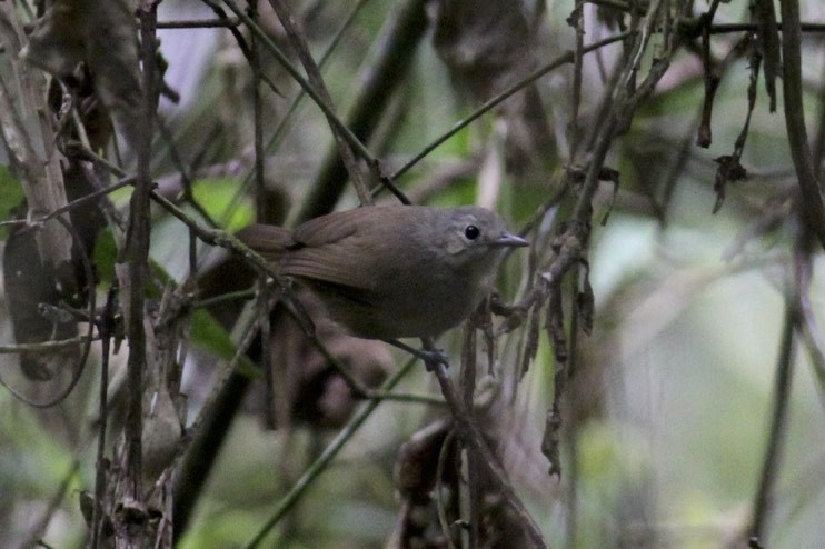 Unicolored Antwren - Knut Hansen