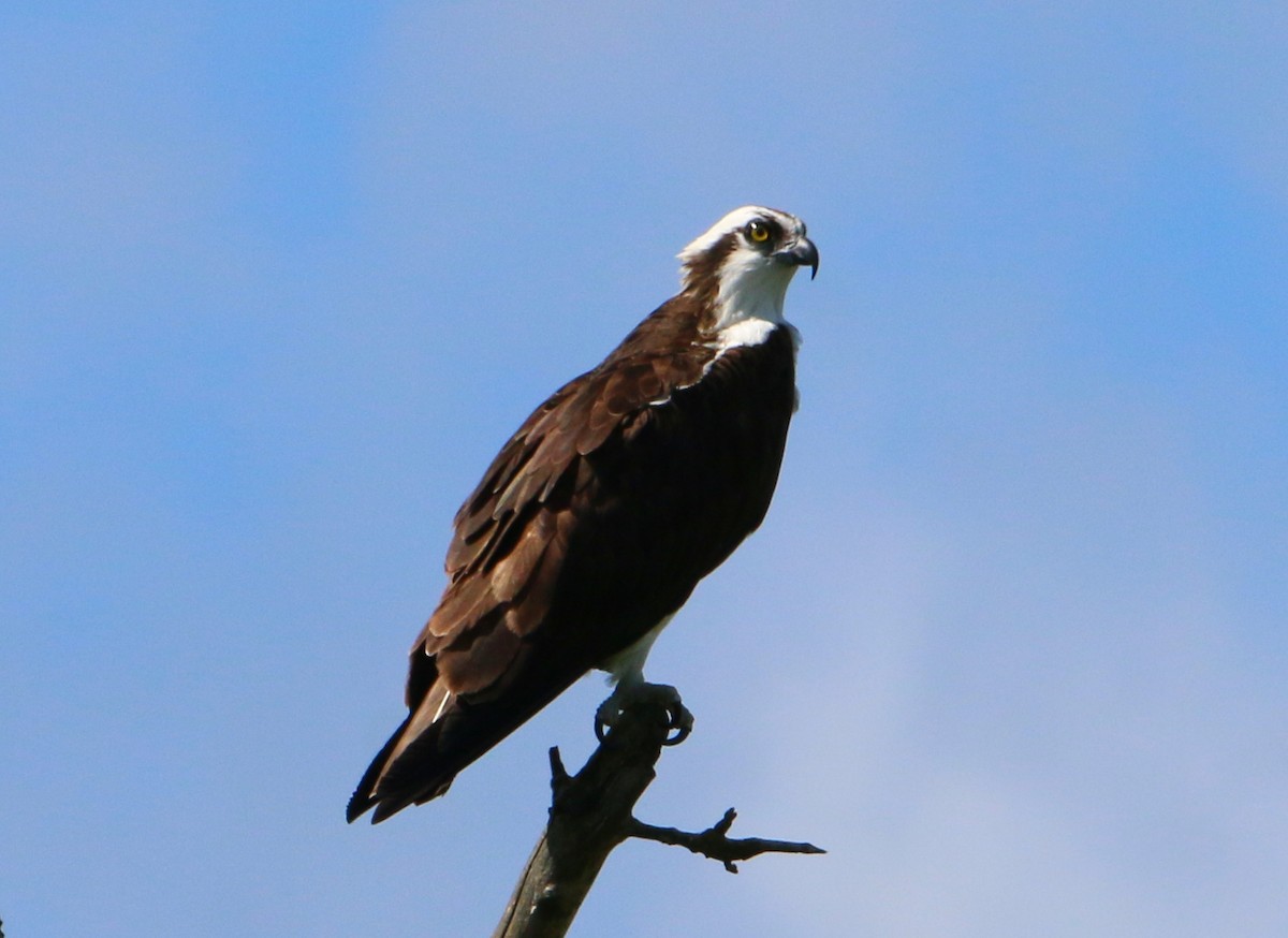 Osprey - ML478753221