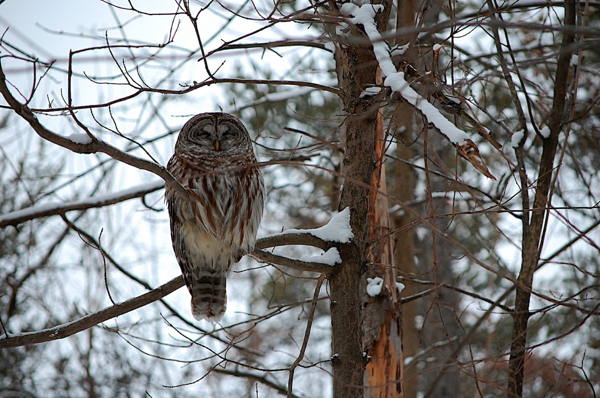 Barred Owl - ML47875441