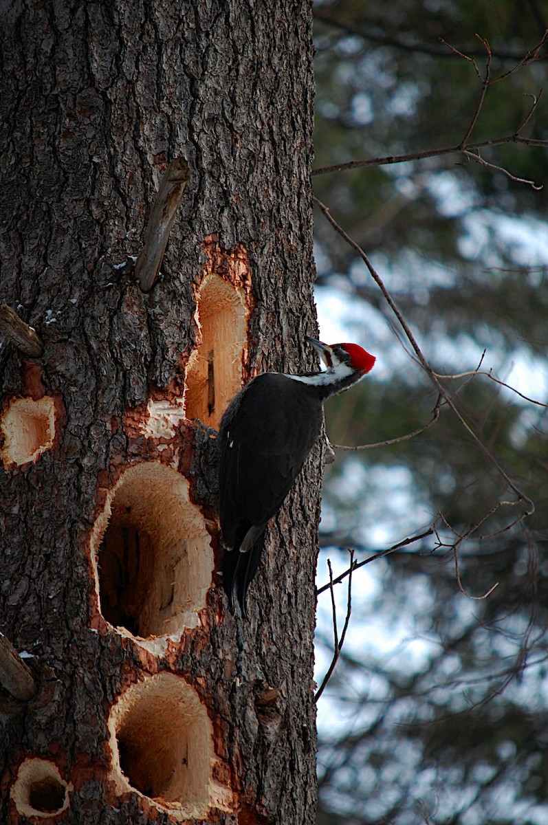 Pileated Woodpecker - Marc St. Onge