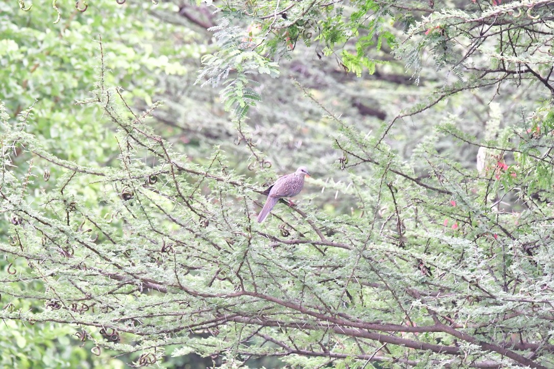 Spotted Dove - ML478755271