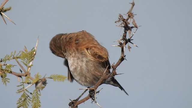 セアカタイランチョウ - ML478756241