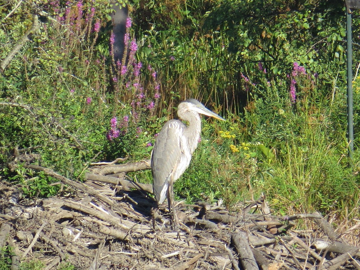 Great Blue Heron - Arrow Z L