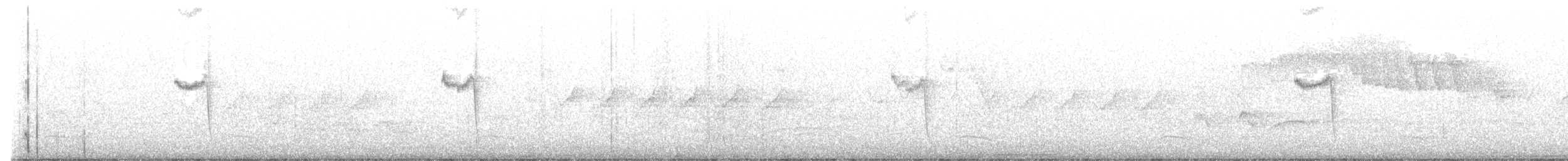 Graubauch-Dickichtschlüpfer - ML478757191