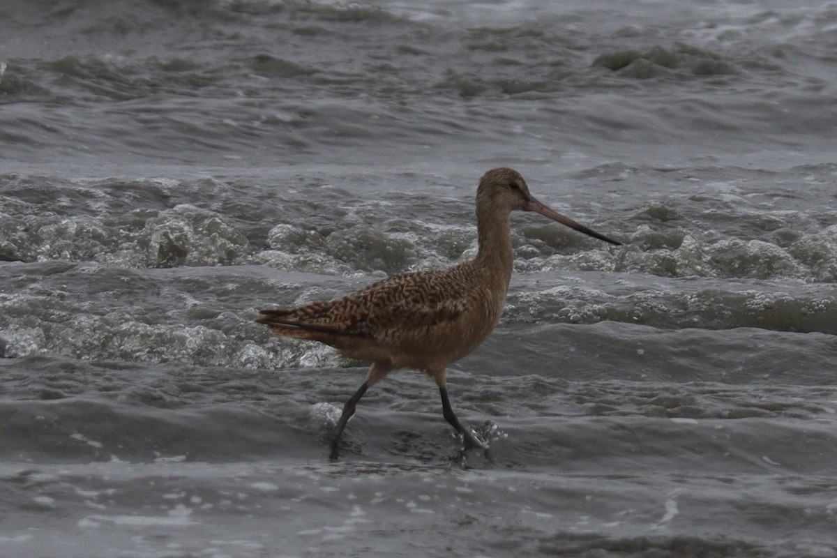 Marbled Godwit - ML478758261