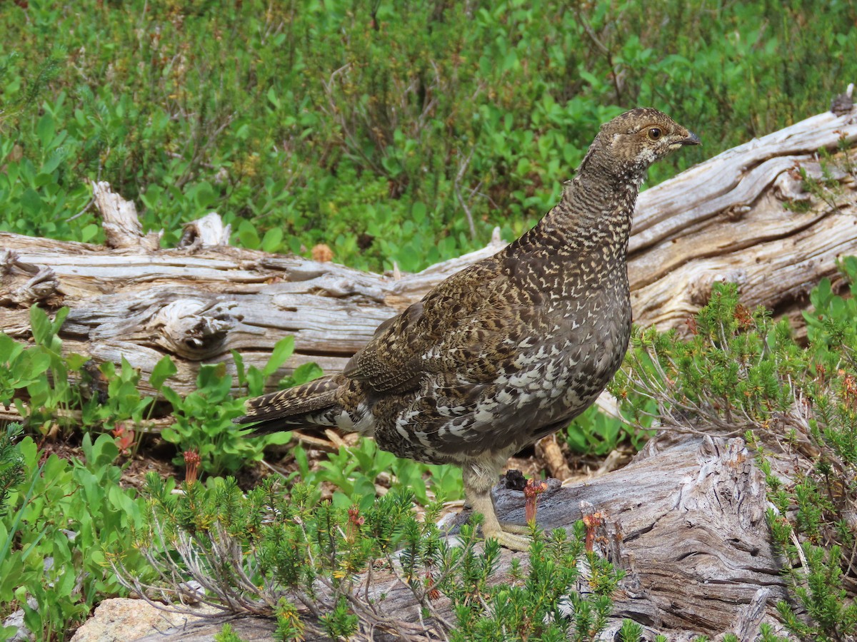 Sooty Grouse - Cordia Sammeth