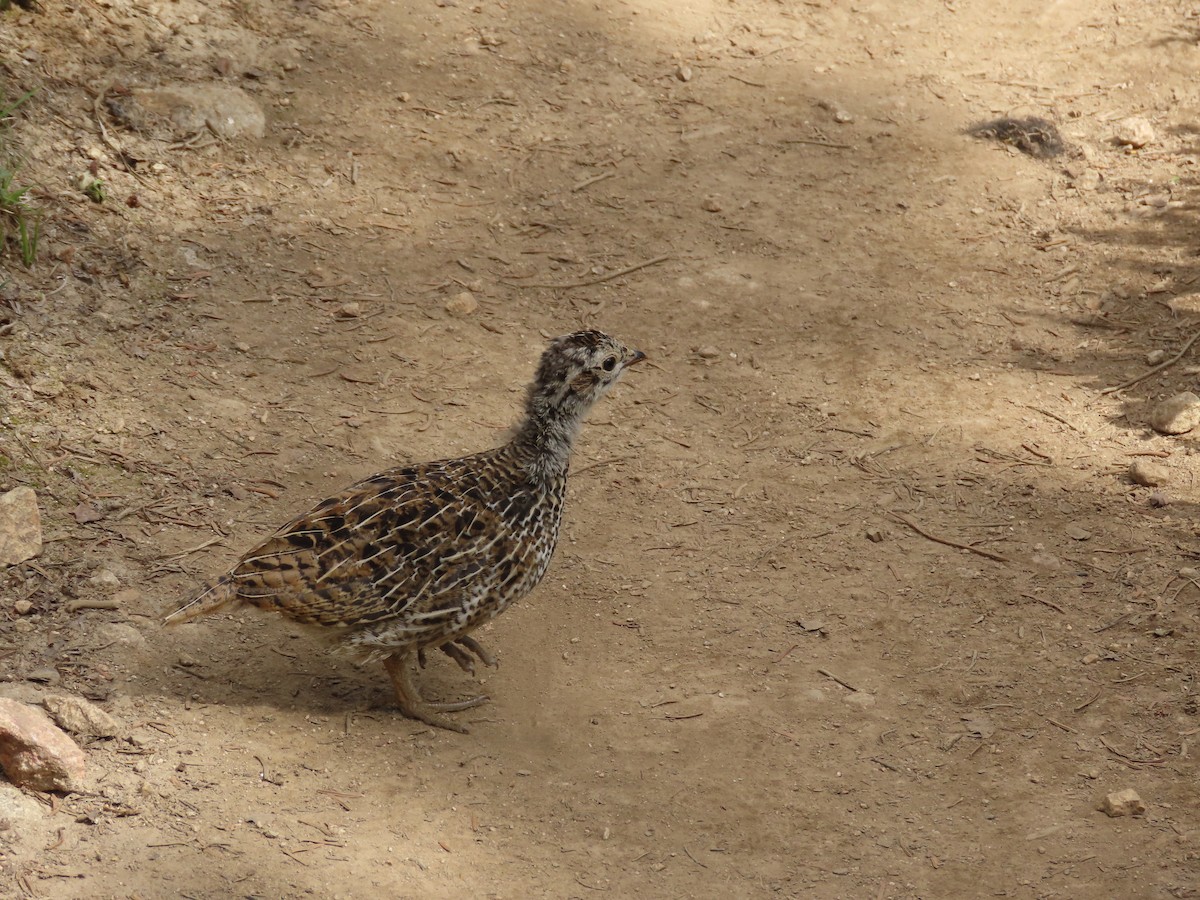 Sooty Grouse - ML478758831