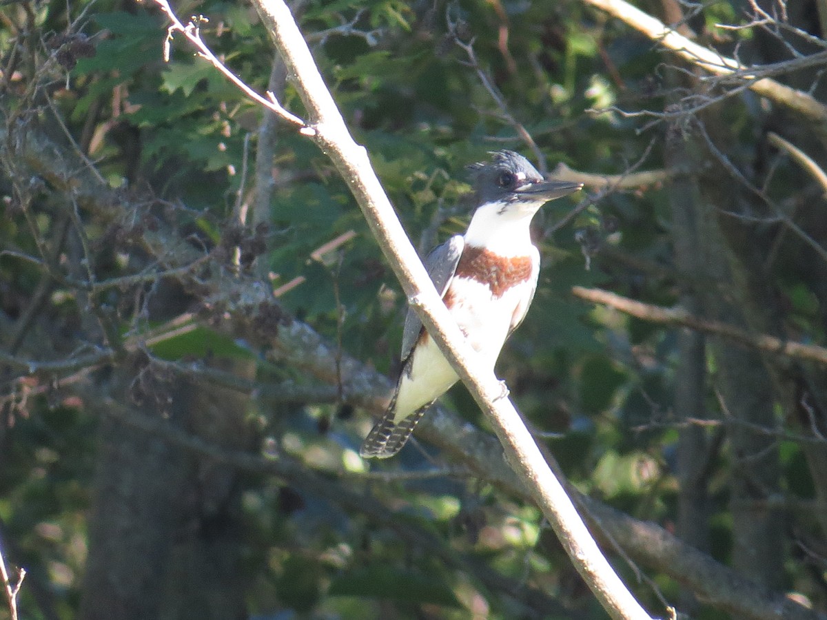 Belted Kingfisher - ML478759001