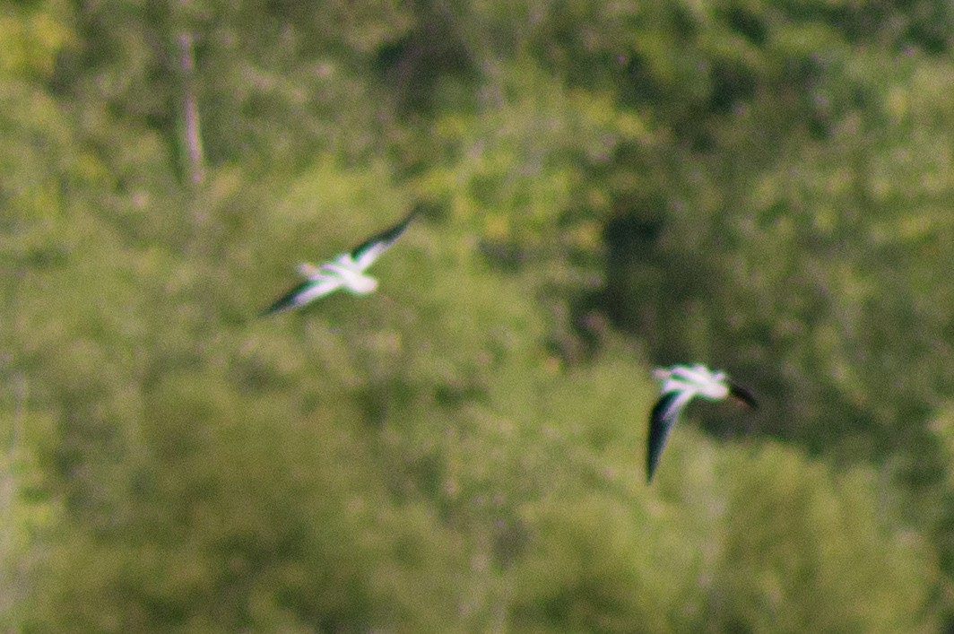 Avocette d'Amérique - ML478761121