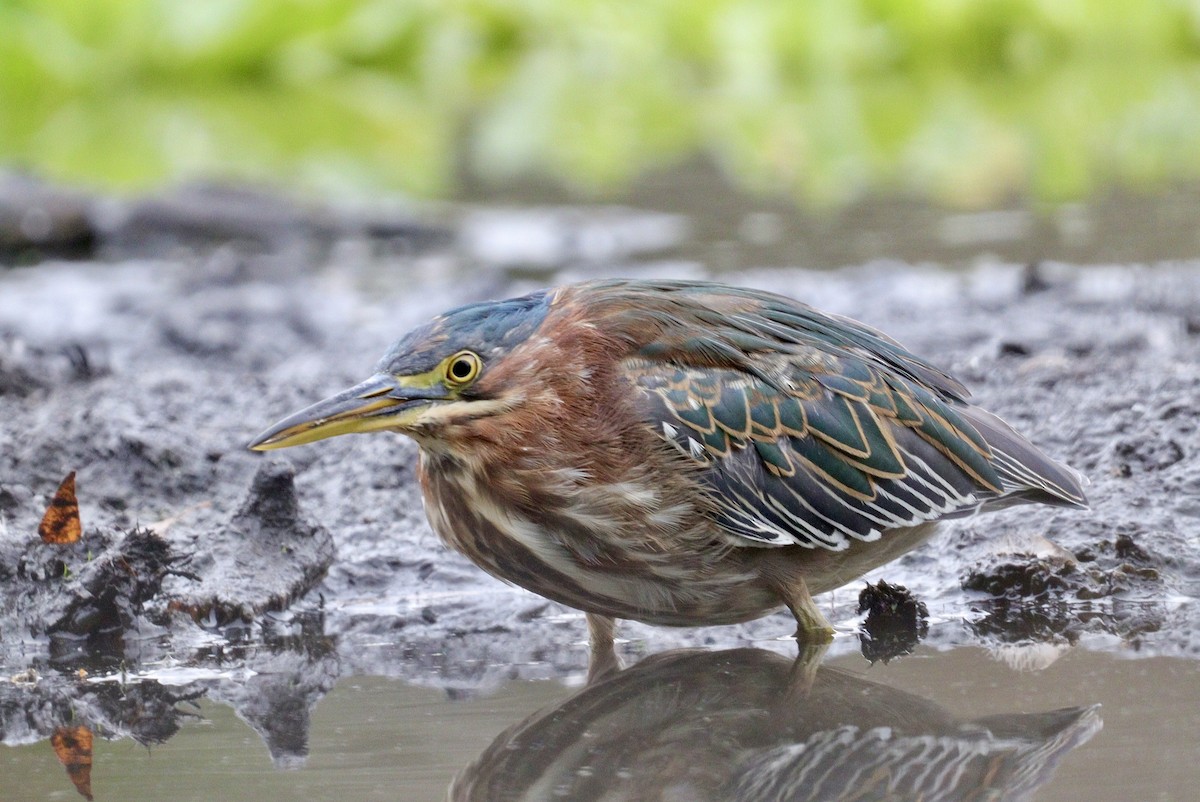 Green Heron - Cadeo Scott Schipper