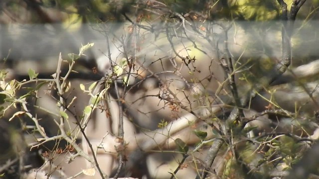 Black-legged Seriema - ML478762991