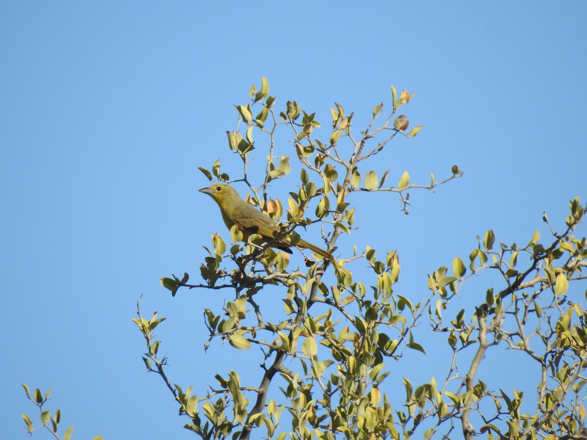 Hepatic Tanager - Martín Toledo