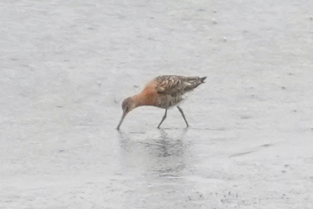 Black-tailed Godwit - Darrin Menzo