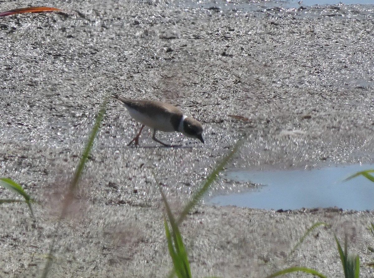 Semipalmated Plover - ML478763331