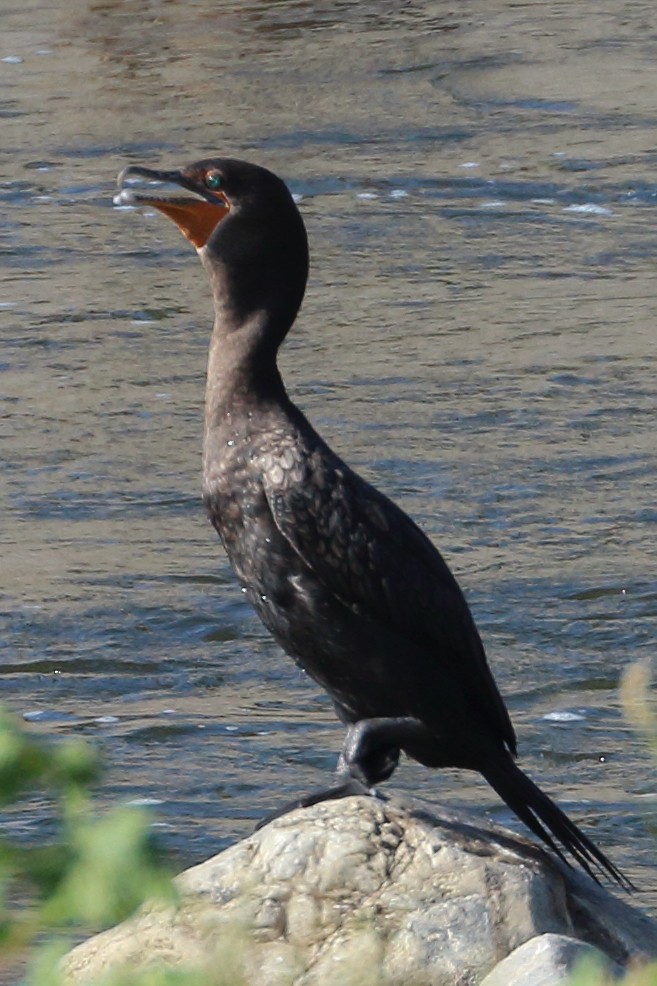 Double-crested Cormorant - ML478763761