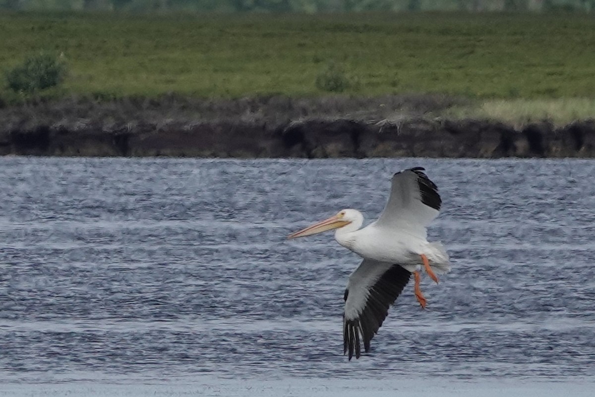 American White Pelican - ML478764831