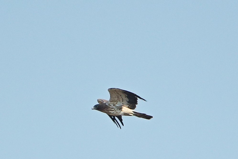 Aquila minore - ML47876551