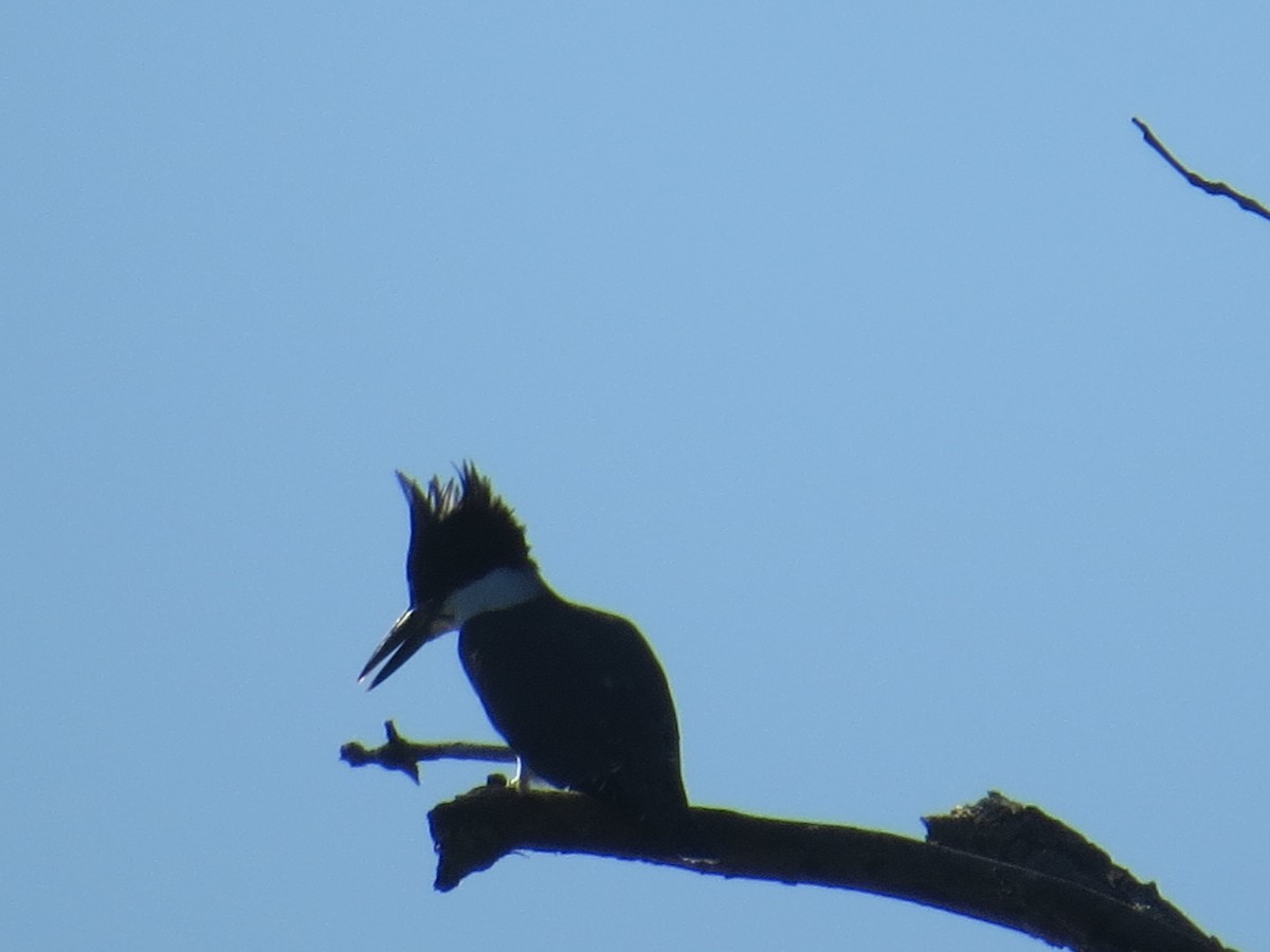 Belted Kingfisher - ML478765861