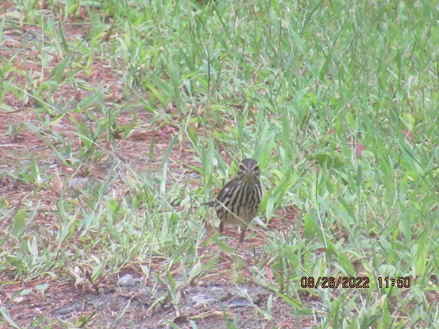 Northern Waterthrush - ML478765891