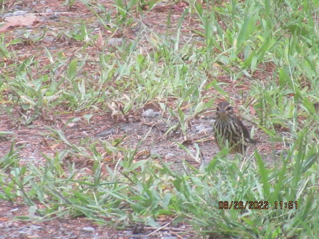 Northern Waterthrush - ML478765901