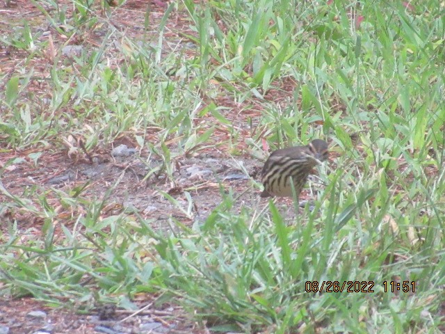 Northern Waterthrush - ML478765911