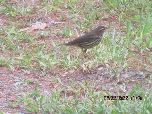 Northern Waterthrush - ML478765921