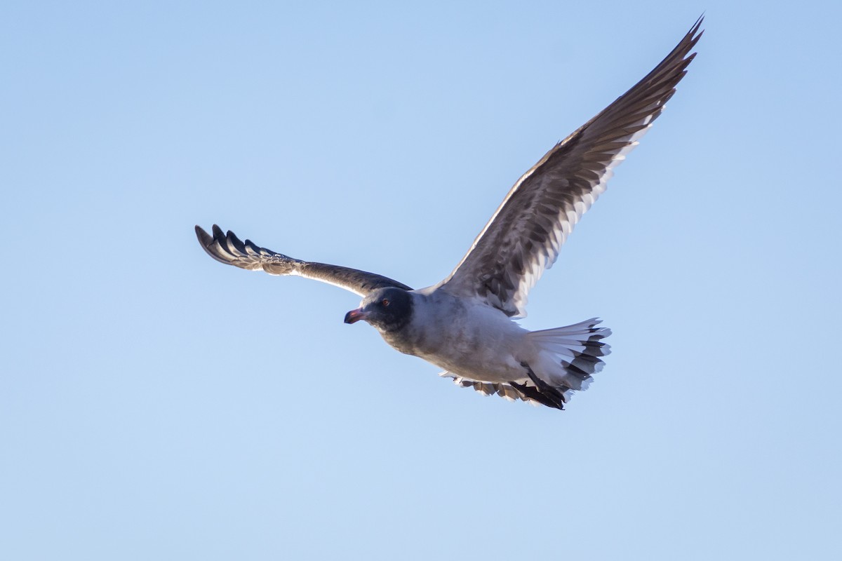 Gaviota Patagona - ML478766621