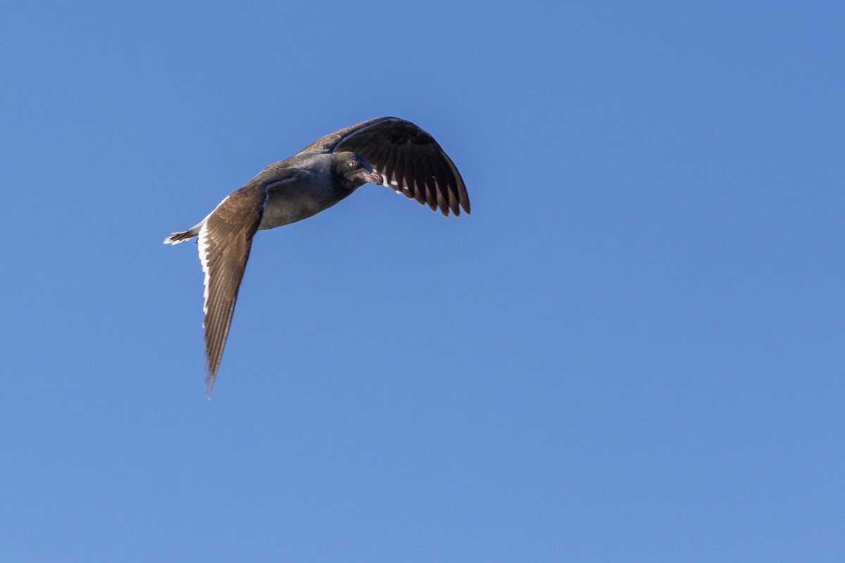 Dolphin Gull - ADRIAN GRILLI