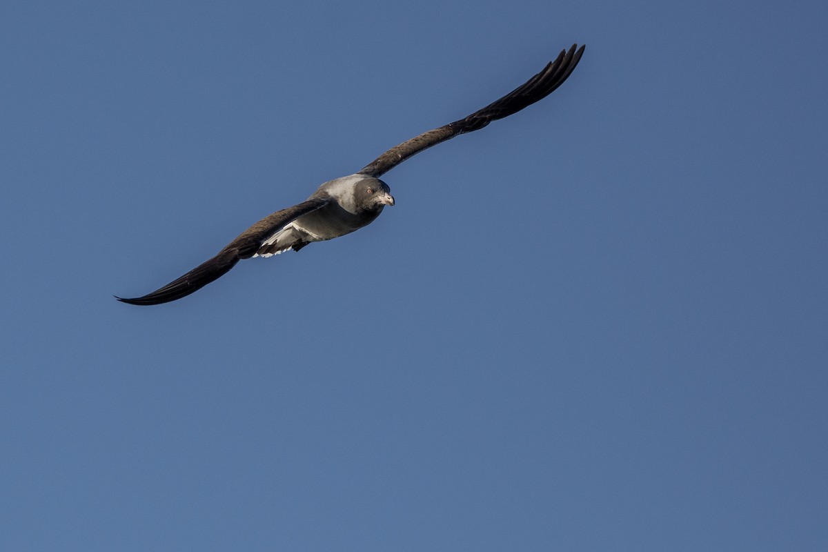 Gaviota Patagona - ML478766661