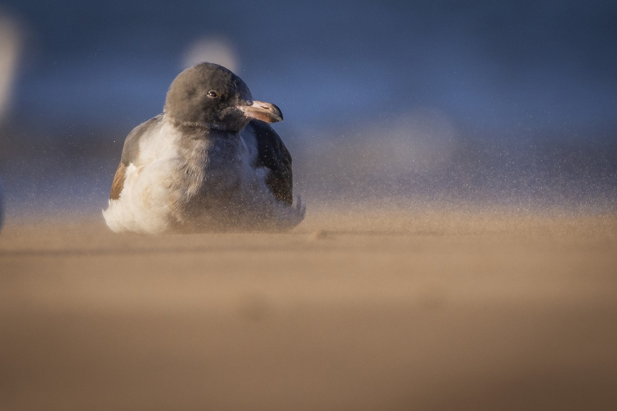 Dolphin Gull - ADRIAN GRILLI