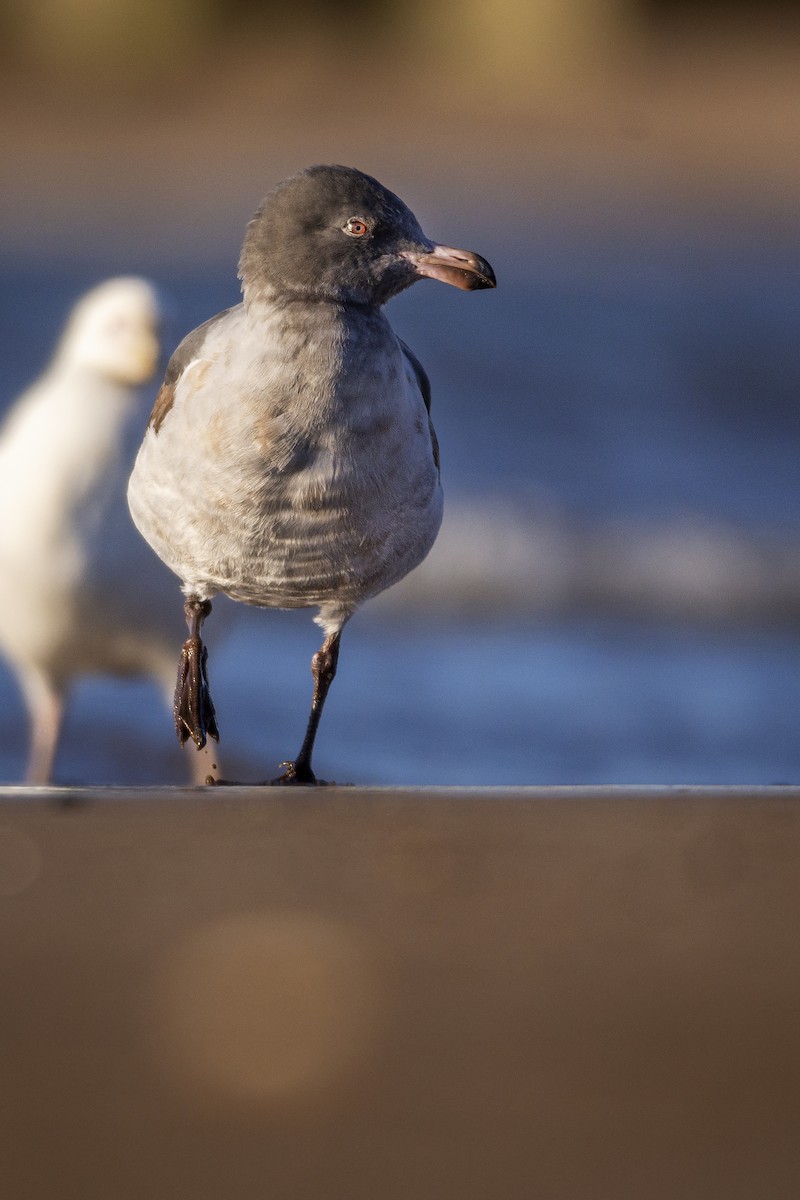 Dolphin Gull - ML478766681