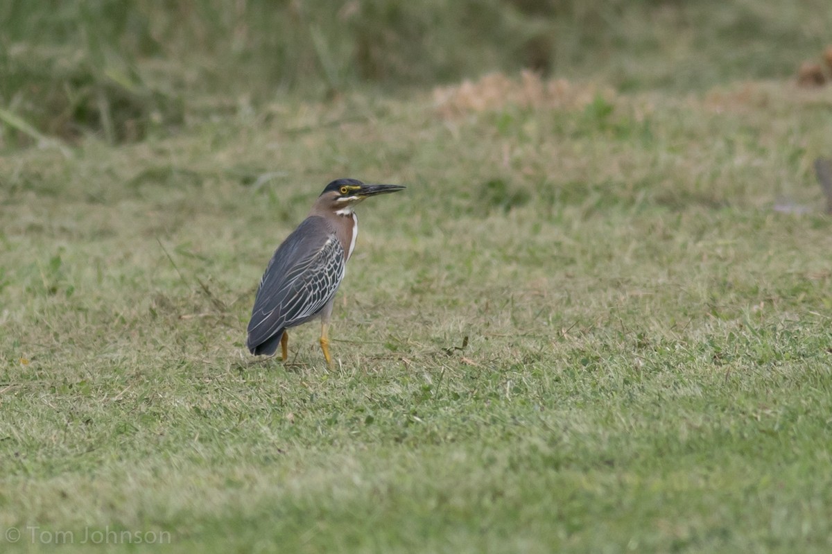 Striated x Green Heron (hybrid) - Tom Johnson