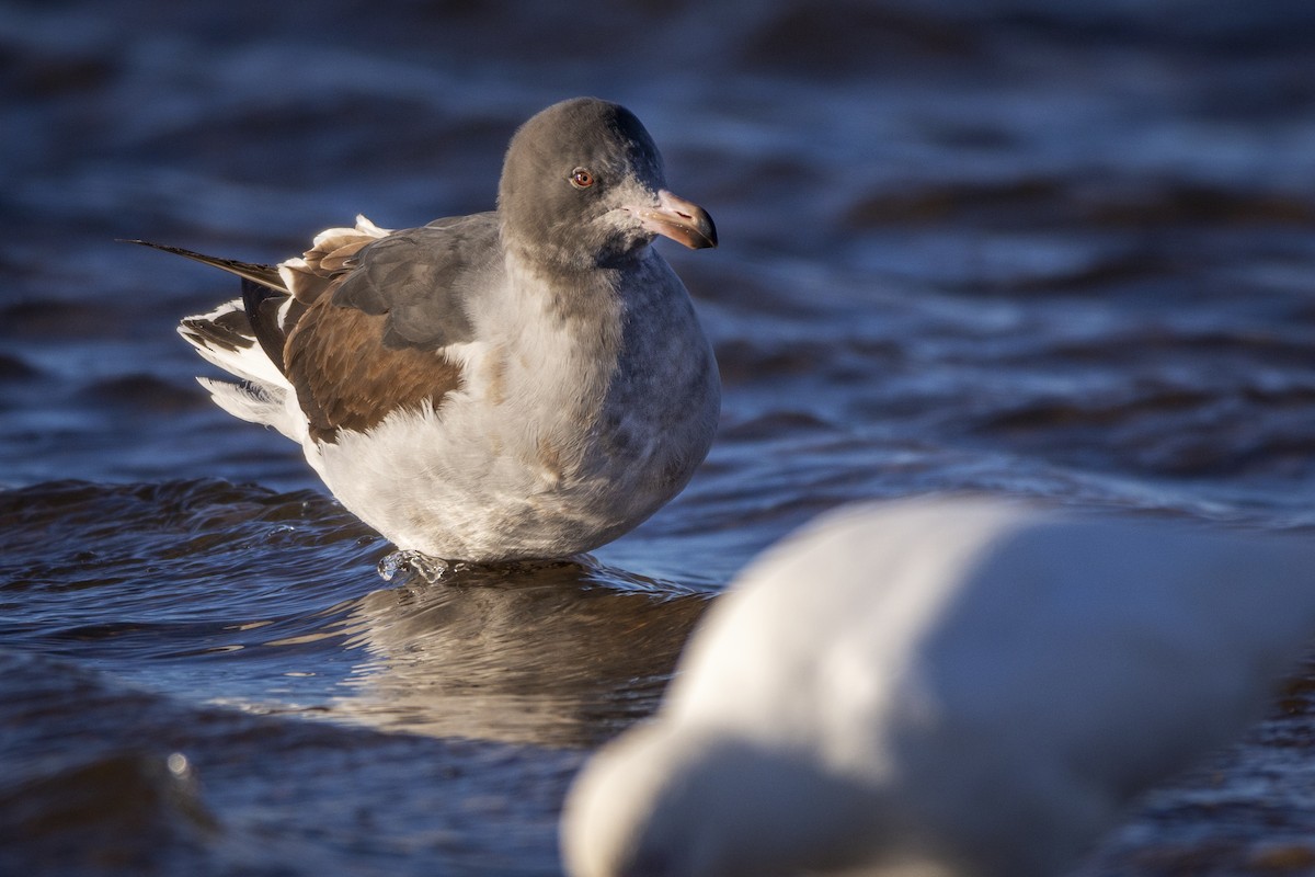 Dolphin Gull - ML478766721