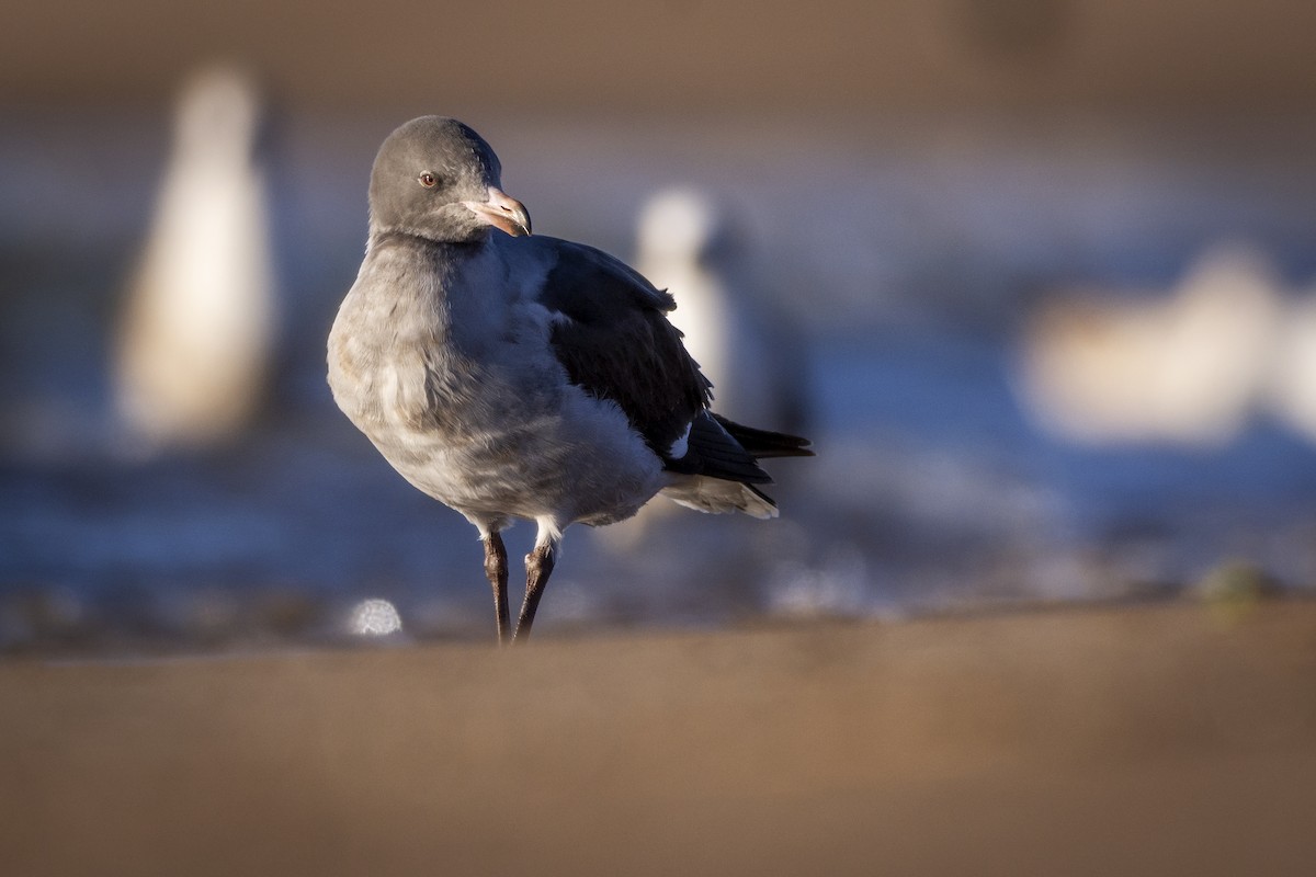 Gaviota Patagona - ML478766731