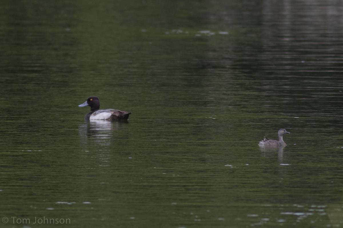 Lesser Scaup - ML47876811