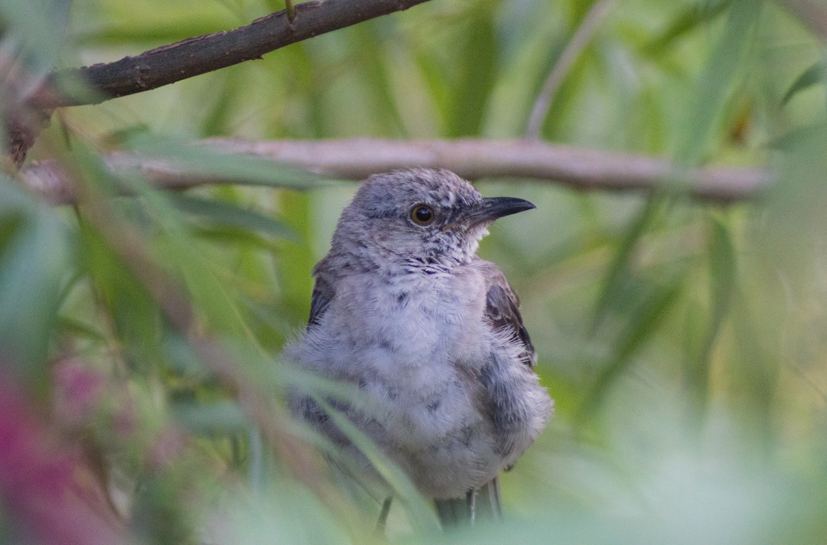 Northern Mockingbird - ML478768881