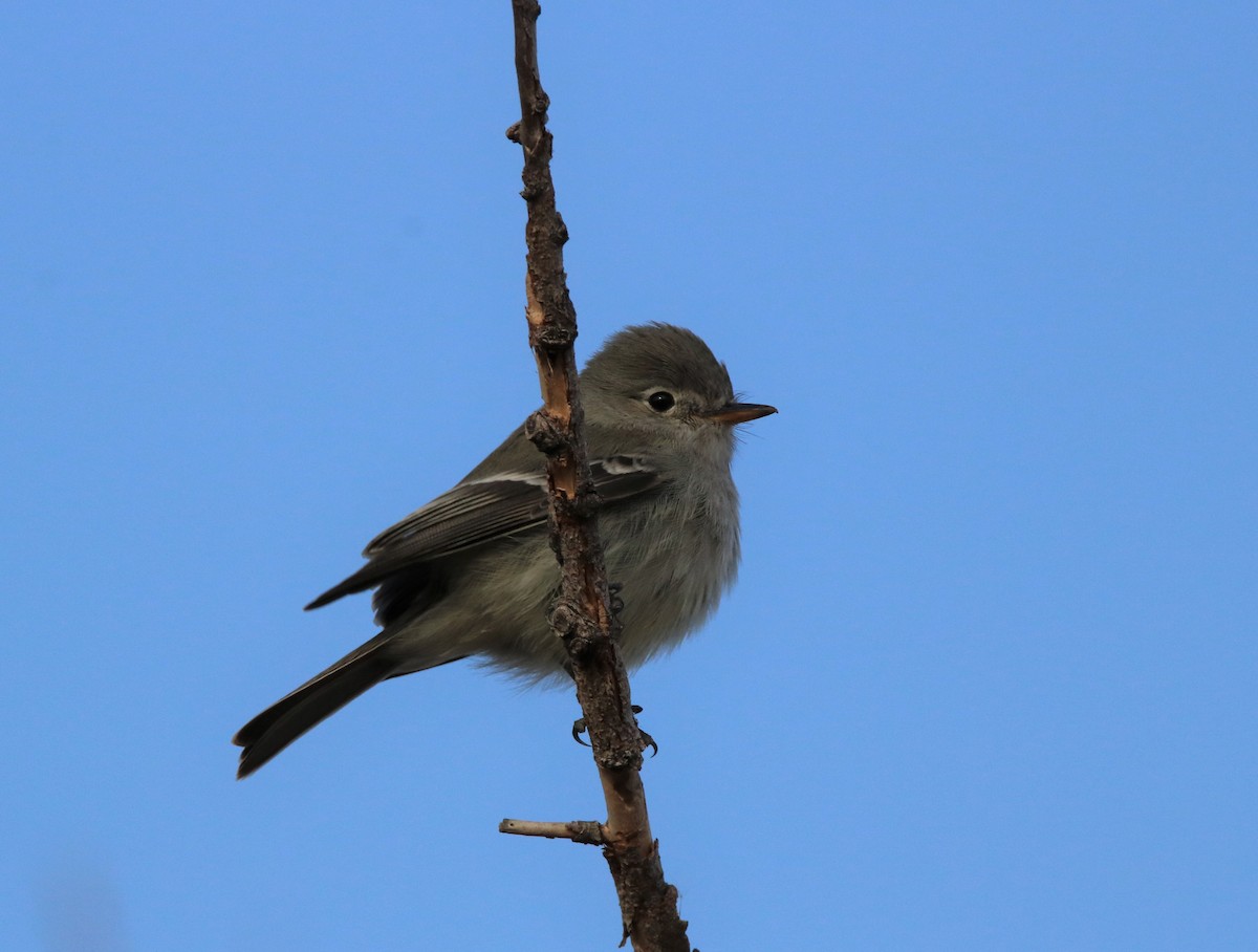 Mosquero Gris - ML478769101