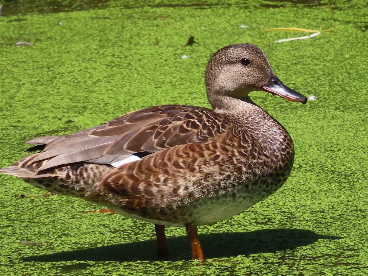 Бор нугас - ML478770221