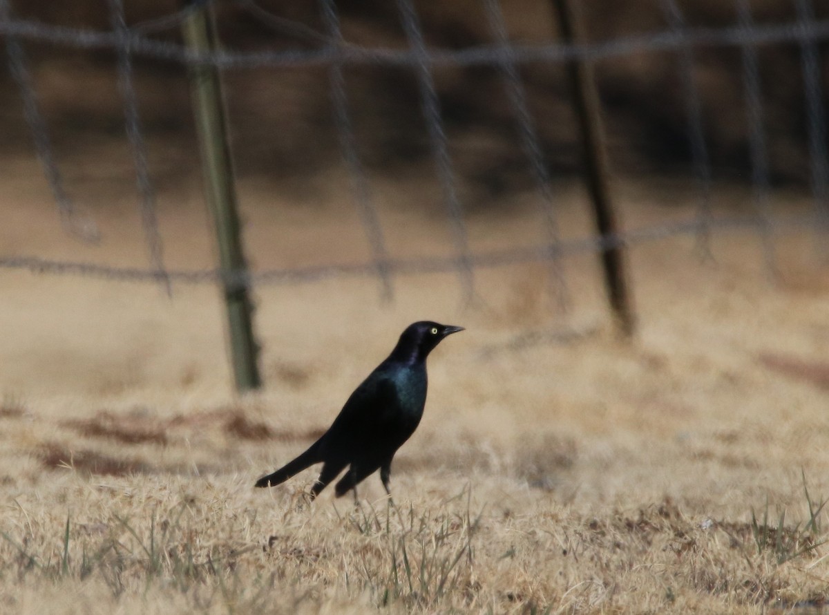 Brewer's Blackbird - ML478770921