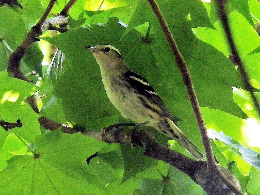 Black-and-white Warbler - ML478771061
