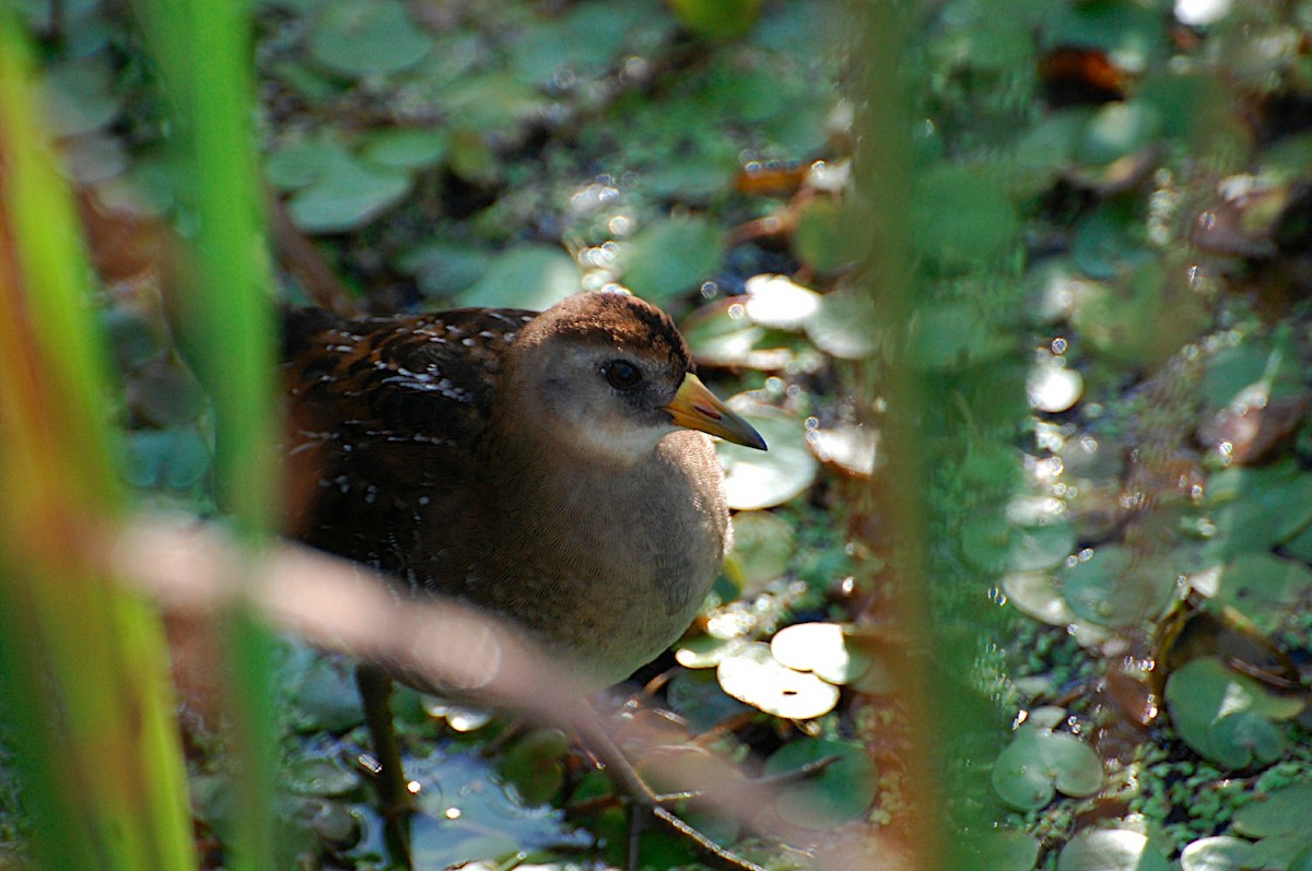 Polluela Sora - ML47877131